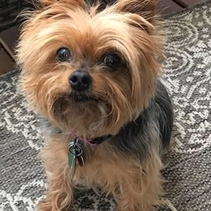 Meet your Posher, Joe